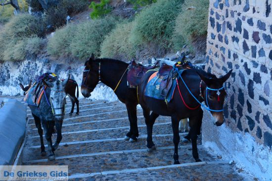 Ezels in Fira, Santorini